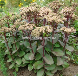 Очиток ( Sedum)  Iceberd